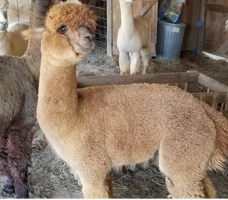 Entry image for Jacobi. Clicking this image will show a larger photo