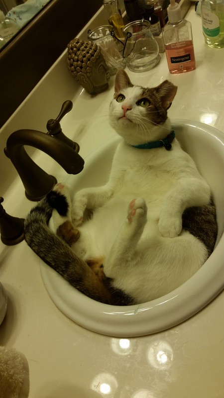 Entry image for Chip. Clicking this image will show a larger photo