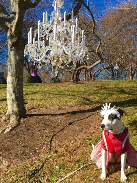 Entry image for Aya. Clicking this image will show a larger photo