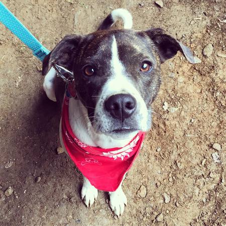 Entry image for Wiley. Clicking this image will show a larger photo