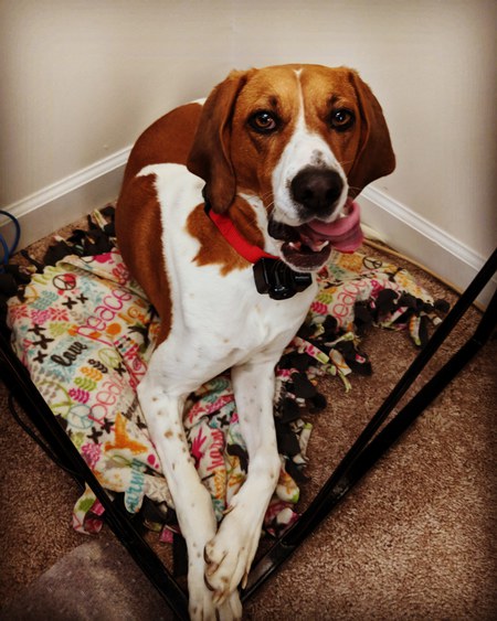 Entry image for Sookie Vay Paris. Clicking this image will show a larger photo