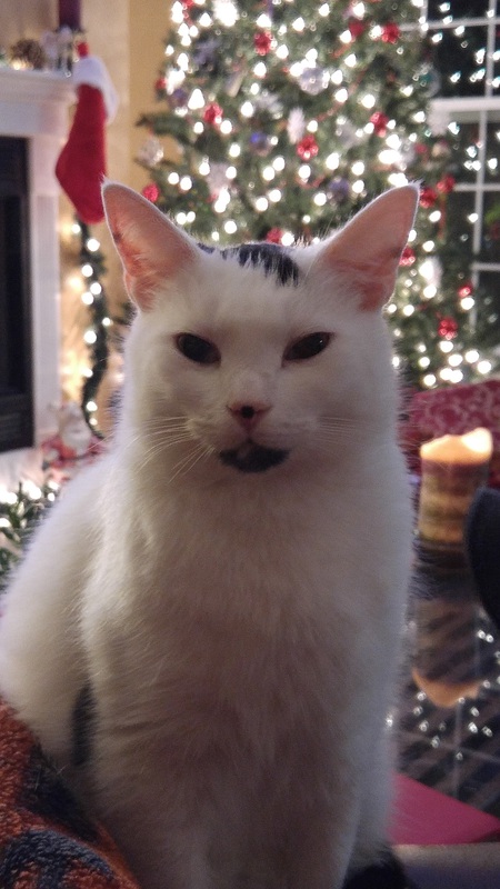 Entry image for Nelson. Clicking this image will show a larger photo