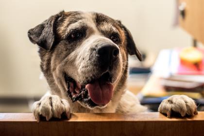 Entry image for Milo Bouressa. Clicking this image will show a larger photo