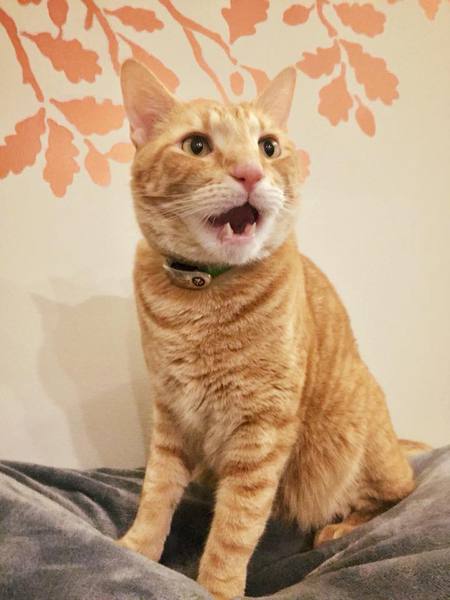 Entry image for Tweekers. Clicking this image will show a larger photo