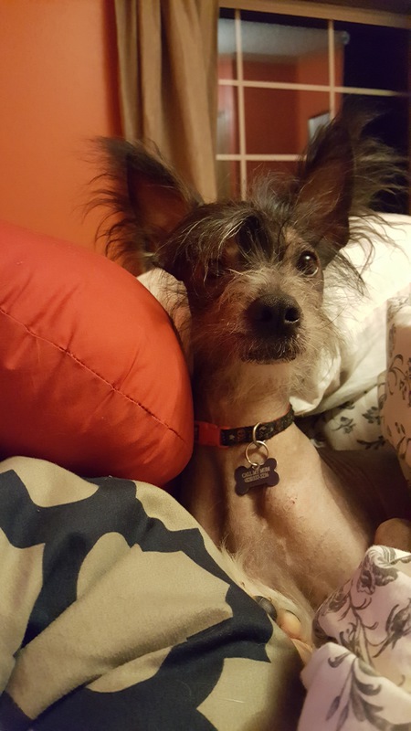 Entry image for Biscotti. Clicking this image will show a larger photo