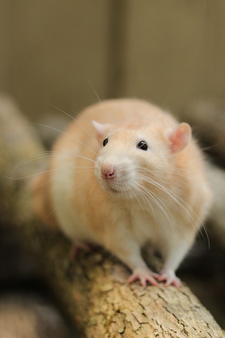 Entry image for Peregrine. Clicking this image will show a larger photo