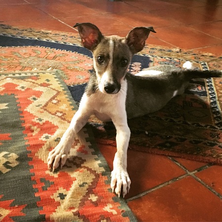 Entry image for Nachito. Clicking this image will show a larger photo