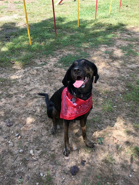 Entry image for Charlie . Clicking this image will show a larger photo