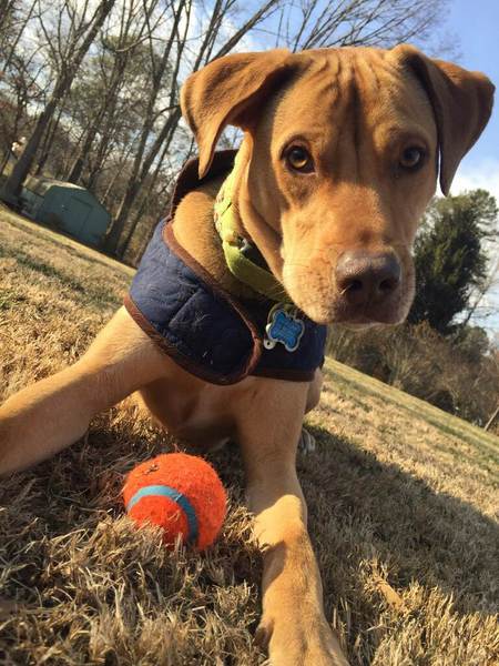 Entry image for Lady. Clicking this image will show a larger photo