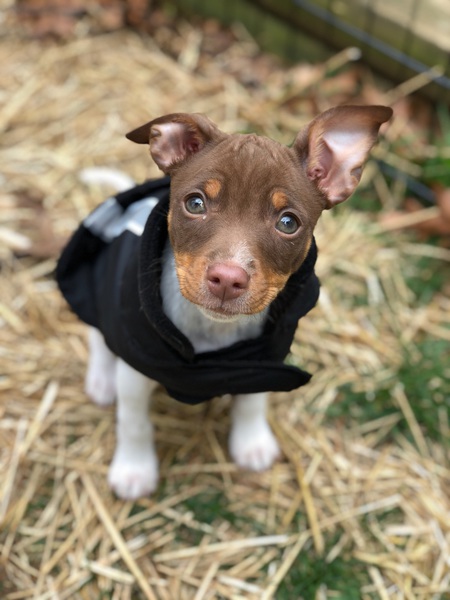 Entry image for Nolya. Clicking this image will show a larger photo