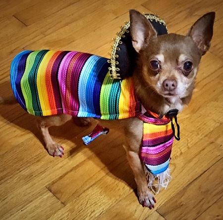 Entry image for Toby. Clicking this image will show a larger photo