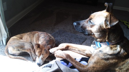 Entry image for Kaya. Clicking this image will show a larger photo