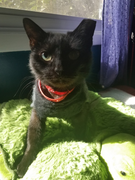 Entry image for Hazel. Clicking this image will show a larger photo