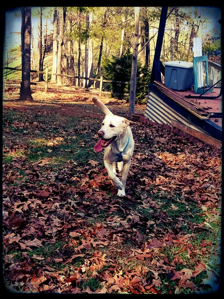 Entry image for Lucy. Clicking this image will show a larger photo