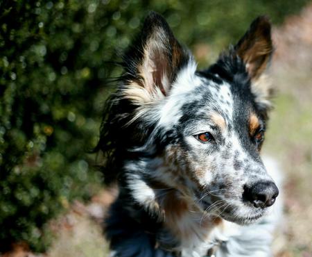 Entry image for Ranger. Clicking this image will show a larger photo