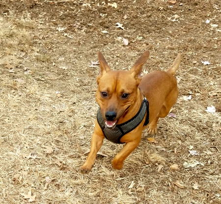 Entry image for Scrappy Doo. Clicking this image will show a larger photo