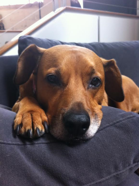 Entry image for Maggie. Clicking this image will show a larger photo