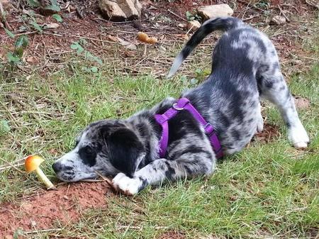 Entry image for Cinder. Clicking this image will show a larger photo