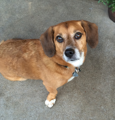 Entry image for Gordie. Clicking this image will show a larger photo