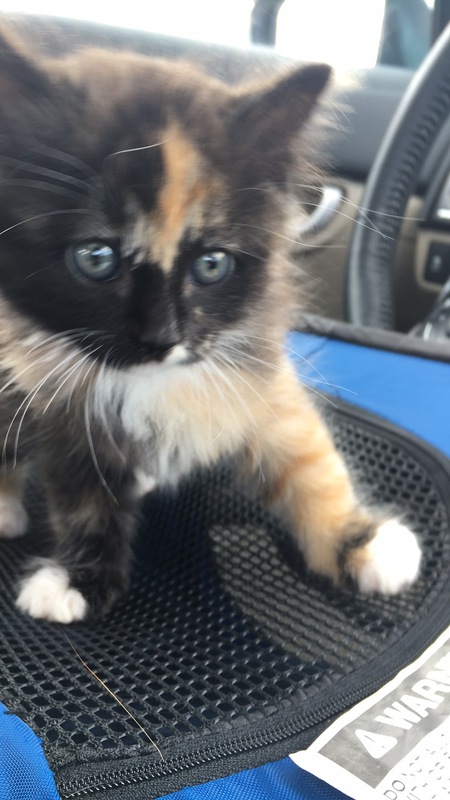 Entry image for CLaRa. Clicking this image will show a larger photo