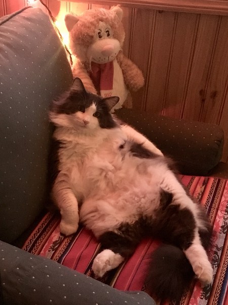 Entry image for Floki. Clicking this image will show a larger photo