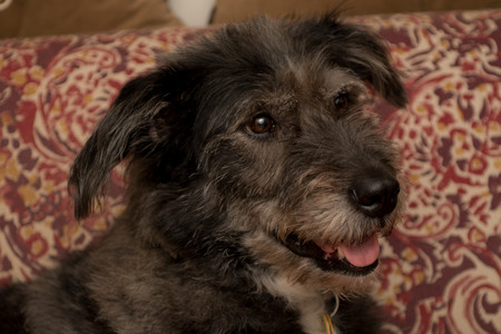 Entry image for Sadie. Clicking this image will show a larger photo