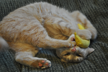 Entry image for Orly. Clicking this image will show a larger photo