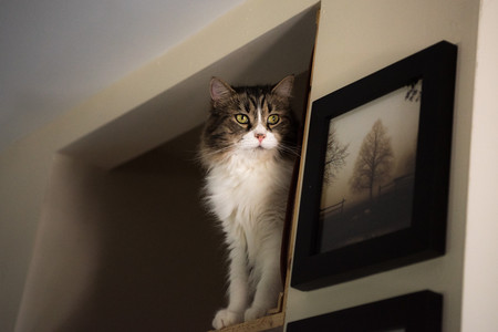 Entry image for Buddy. Clicking this image will show a larger photo