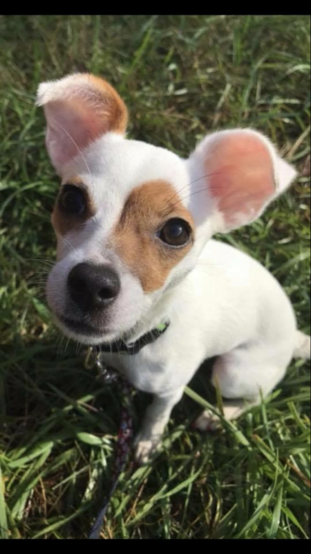 Entry image for Fiona “Fifi”. Clicking this image will show a larger photo