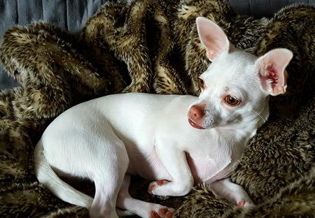 Entry image for Chloe. Clicking this image will show a larger photo