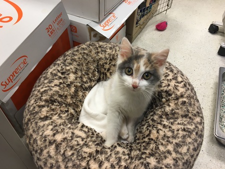 Entry image for Joy. Clicking this image will show a larger photo