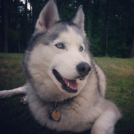 Entry image for Denali. Clicking this image will show a larger photo