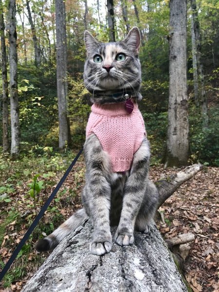 Entry image for Emmylou AdventureCat. Clicking this image will show a larger photo