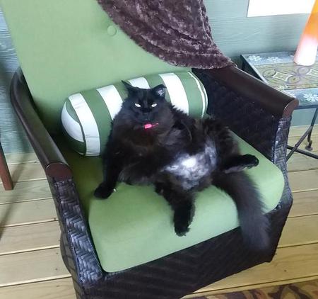 Entry image for Harlo. Clicking this image will show a larger photo