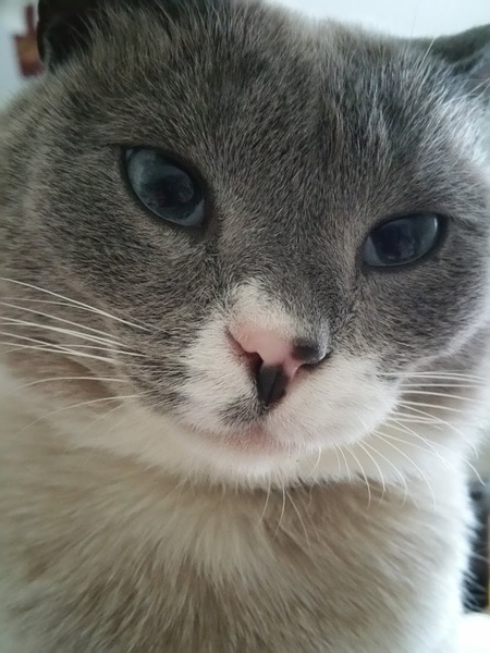 Entry image for Westley. Clicking this image will show a larger photo