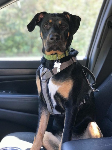 Entry image for Porter. Clicking this image will show a larger photo