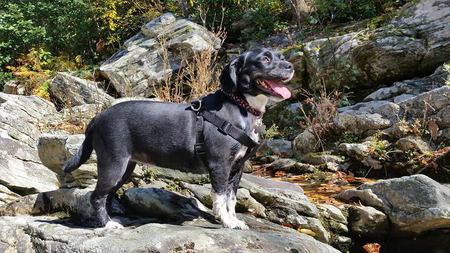 Entry image for Georgia. Clicking this image will show a larger photo