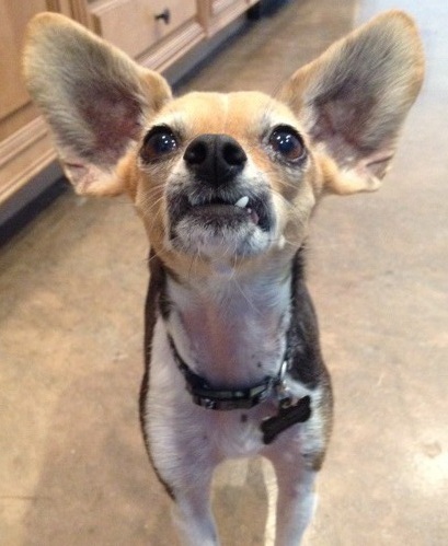 Entry image for Mia. Clicking this image will show a larger photo