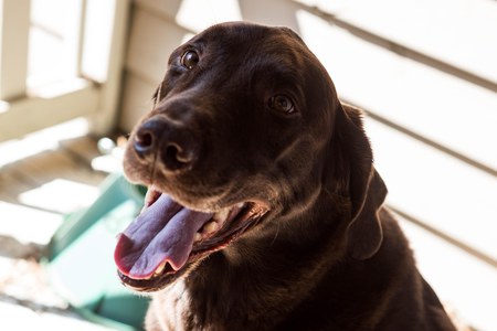 Entry image for Maximus. Clicking this image will show a larger photo