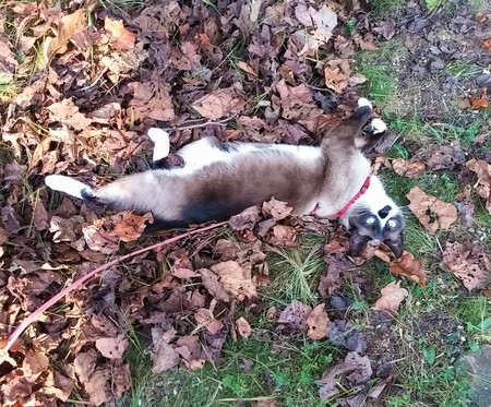 Entry image for Hazelnut. Clicking this image will show a larger photo