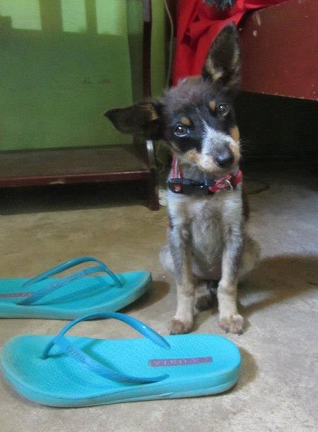 Entry image for Sisa. Clicking this image will show a larger photo