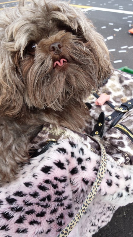 Entry image for Chewbacca . Clicking this image will show a larger photo