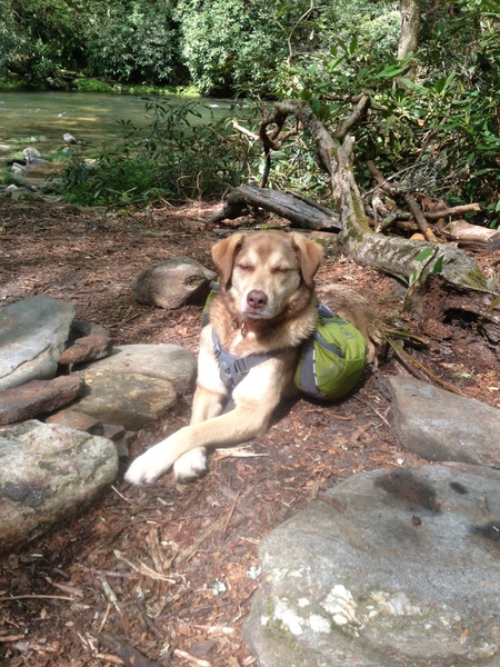 Entry image for Tupelo. Clicking this image will show a larger photo