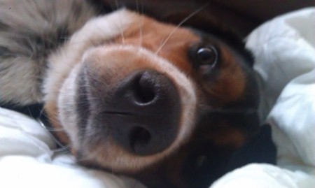 Entry image for Piper. Clicking this image will show a larger photo