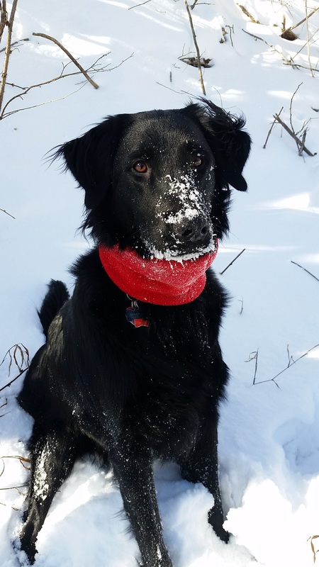 Entry image for Winston. Clicking this image will show a larger photo