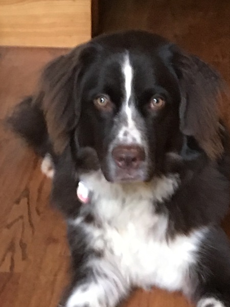 Entry image for Bailey. Clicking this image will show a larger photo