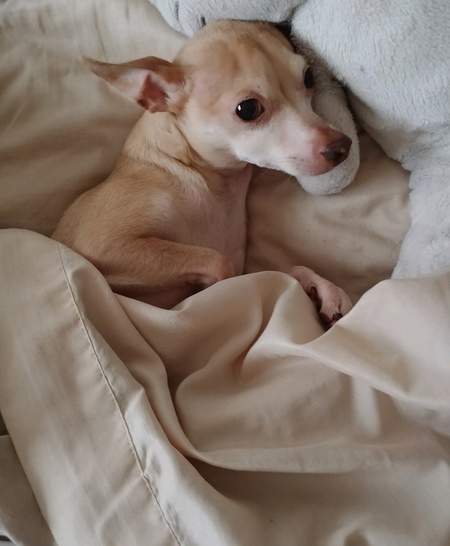 Entry image for Bruno. Clicking this image will show a larger photo