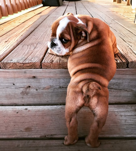 Entry image for Hazie Mae . Clicking this image will show a larger photo