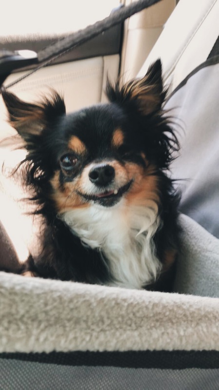 Entry image for Toby. Clicking this image will show a larger photo