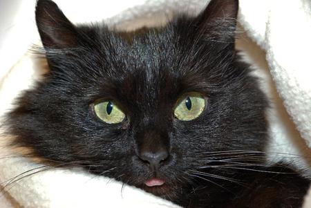 Entry image for Noelle Blitz. Clicking this image will show a larger photo